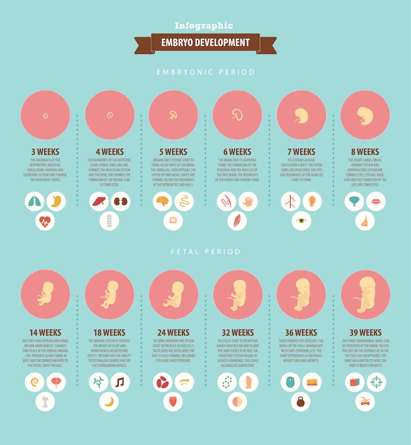 Illustrated chart mapping out embryo development by week.